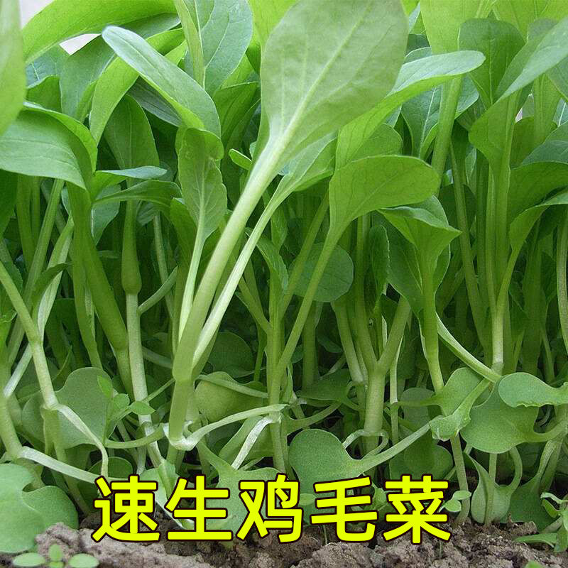 鸡毛菜种子种籽18天四季小白菜青菜油菜上海青阳台盆栽蔬菜蔬莱籽