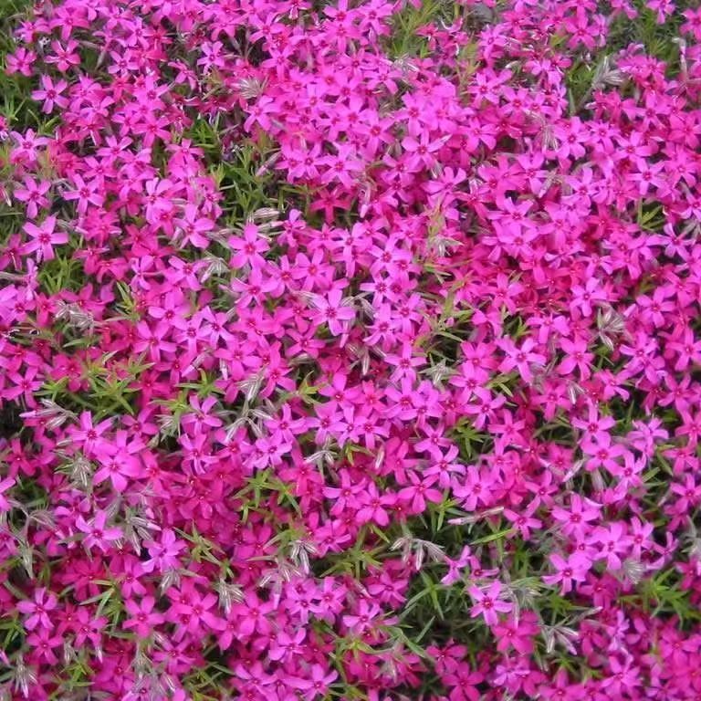 低矮耐寒芝樱花种子福禄考花籽花种四季室外北方阳台见土就活花种