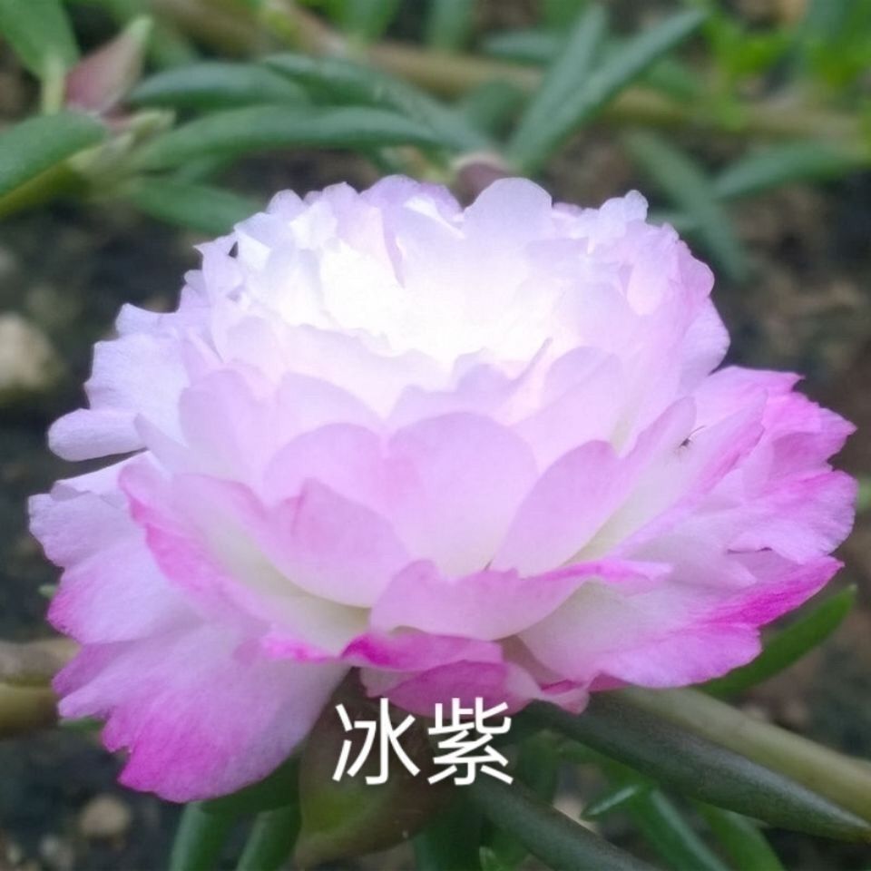 新品重瓣太阳花阳台盆栽花卉庭院盆景多年生经典粉色夏季