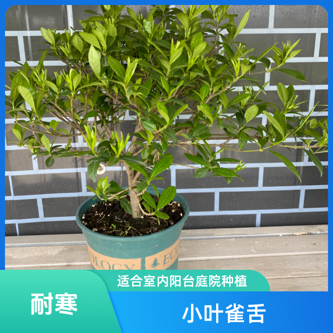 小叶栀子花期独杆盆栽花期带花苞香型花卉室内好养四季绿植盆栽 