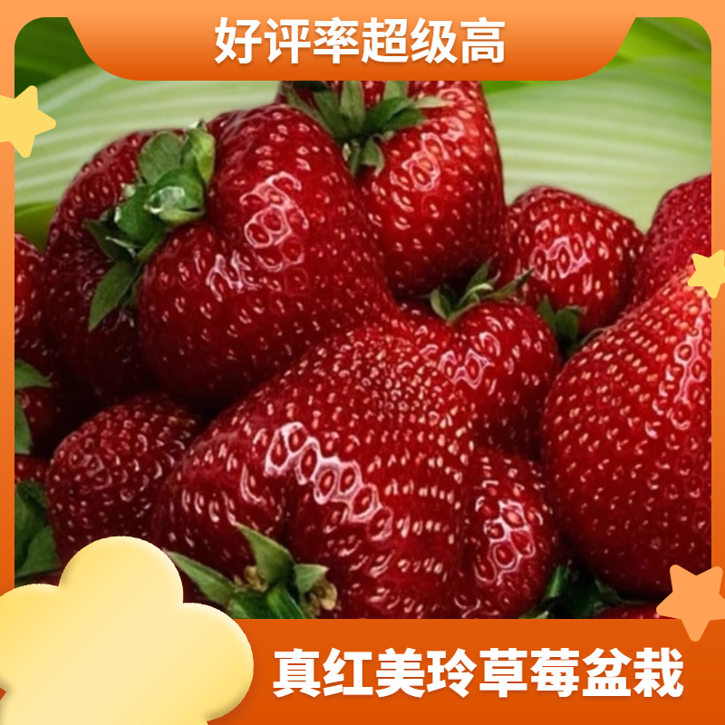 真红美玲草莓苗盆栽花卉阳台观果种子植物果香甜饱满水果新鲜