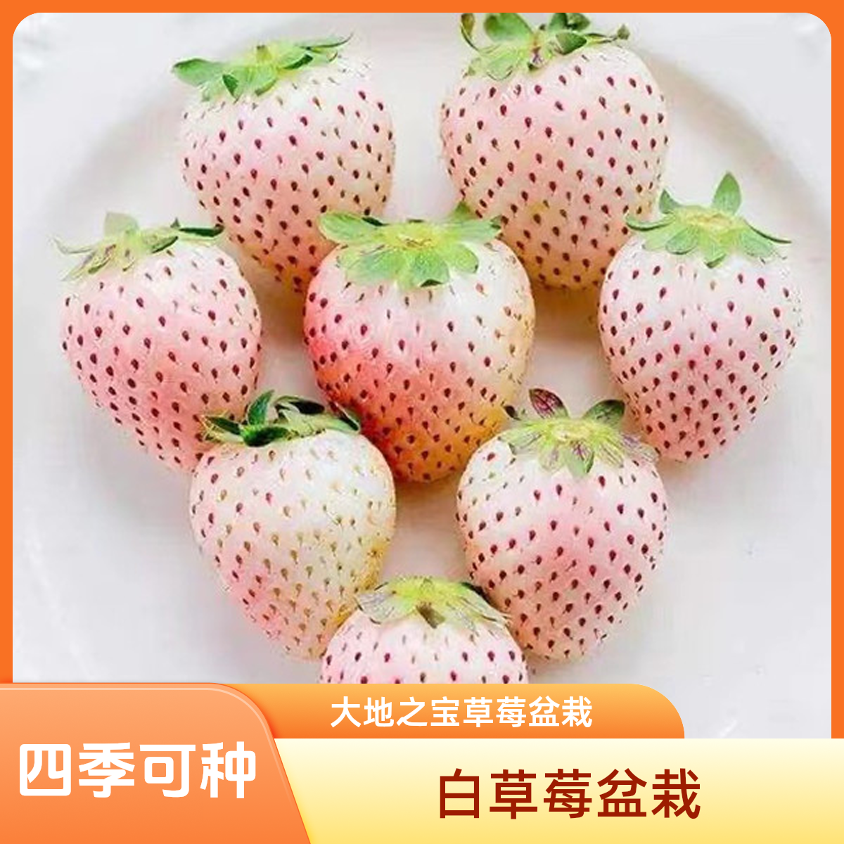 大地之宝白草莓苗观果阳台室外培育盆栽植物观果香甜饱满四季家庭