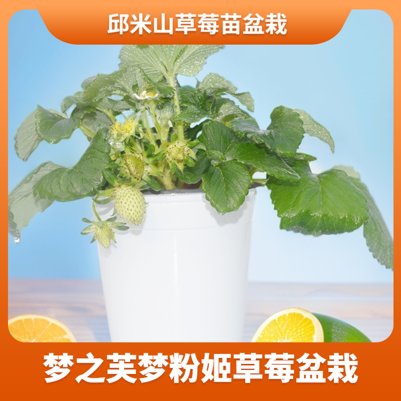白梦之芙梦粉姬草莓苗盆栽植物观景观果香甜饱满四季家庭阳台花卉