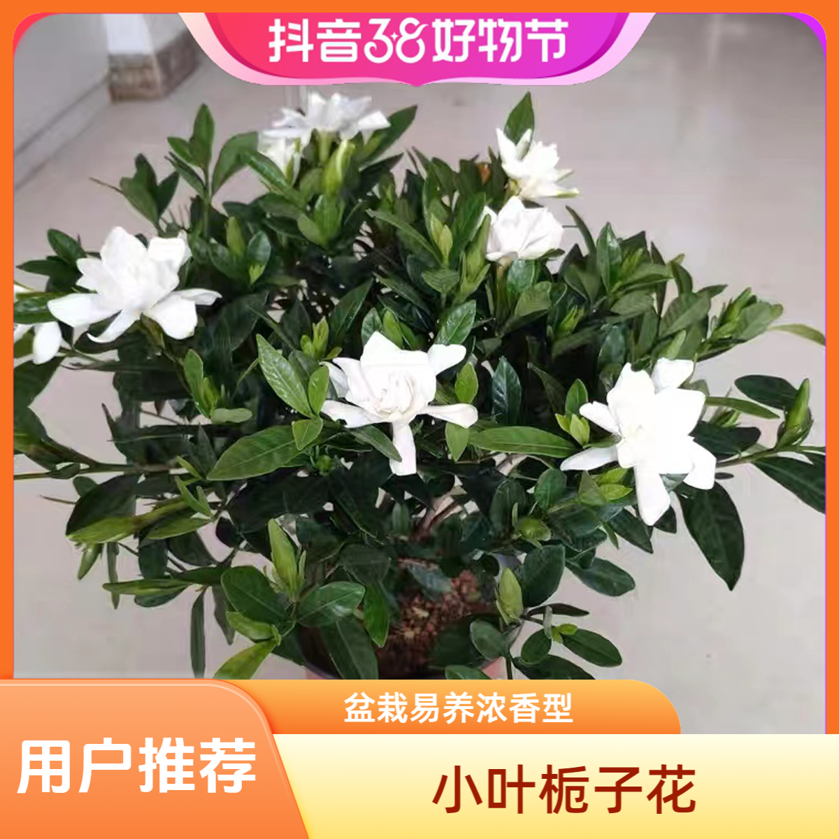 小叶栀子花泥炭土净化空气种植盆栽浓香型花卉室内庭院绿植盆栽
