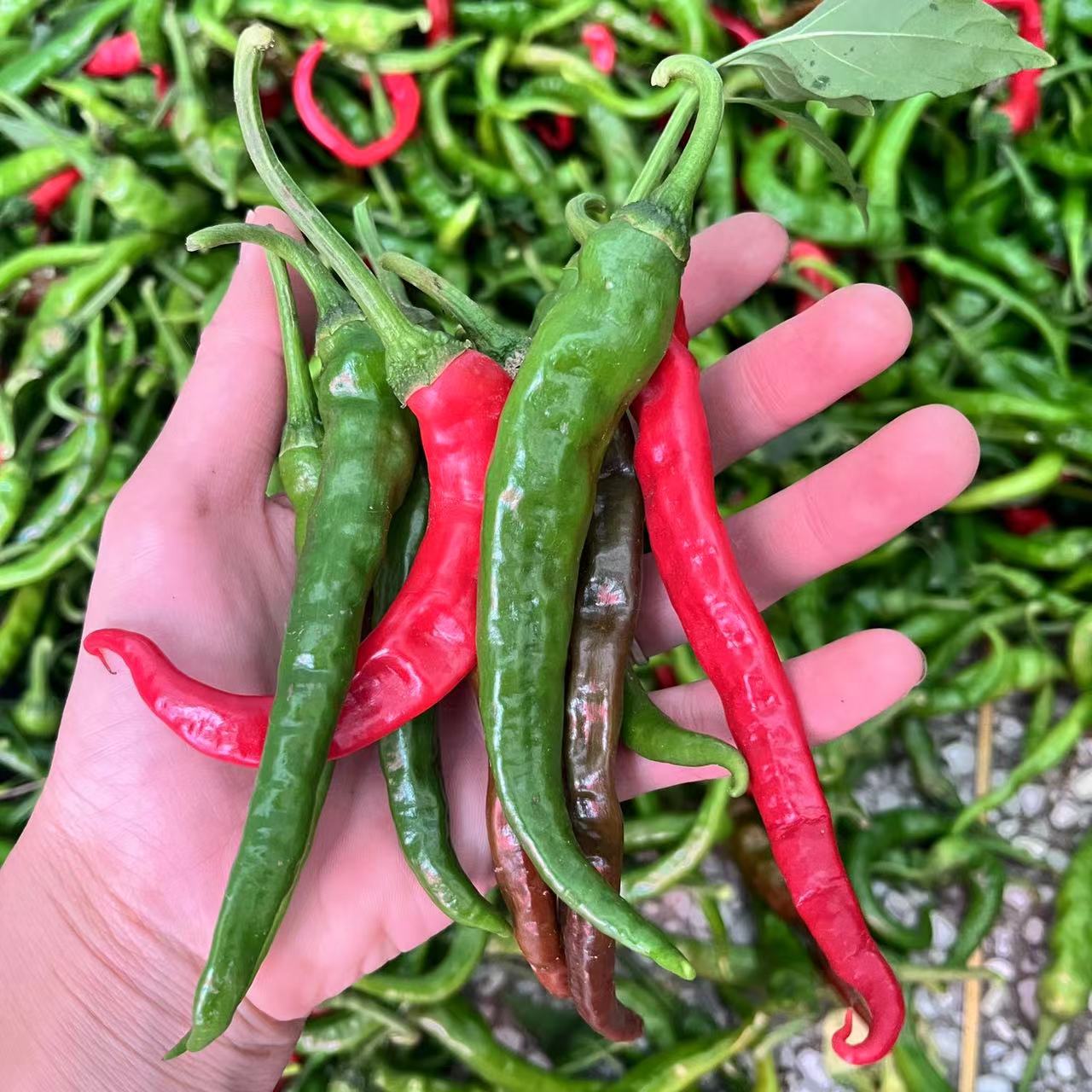 邳州本地勾椒薄皮辣椒螺丝椒3斤装