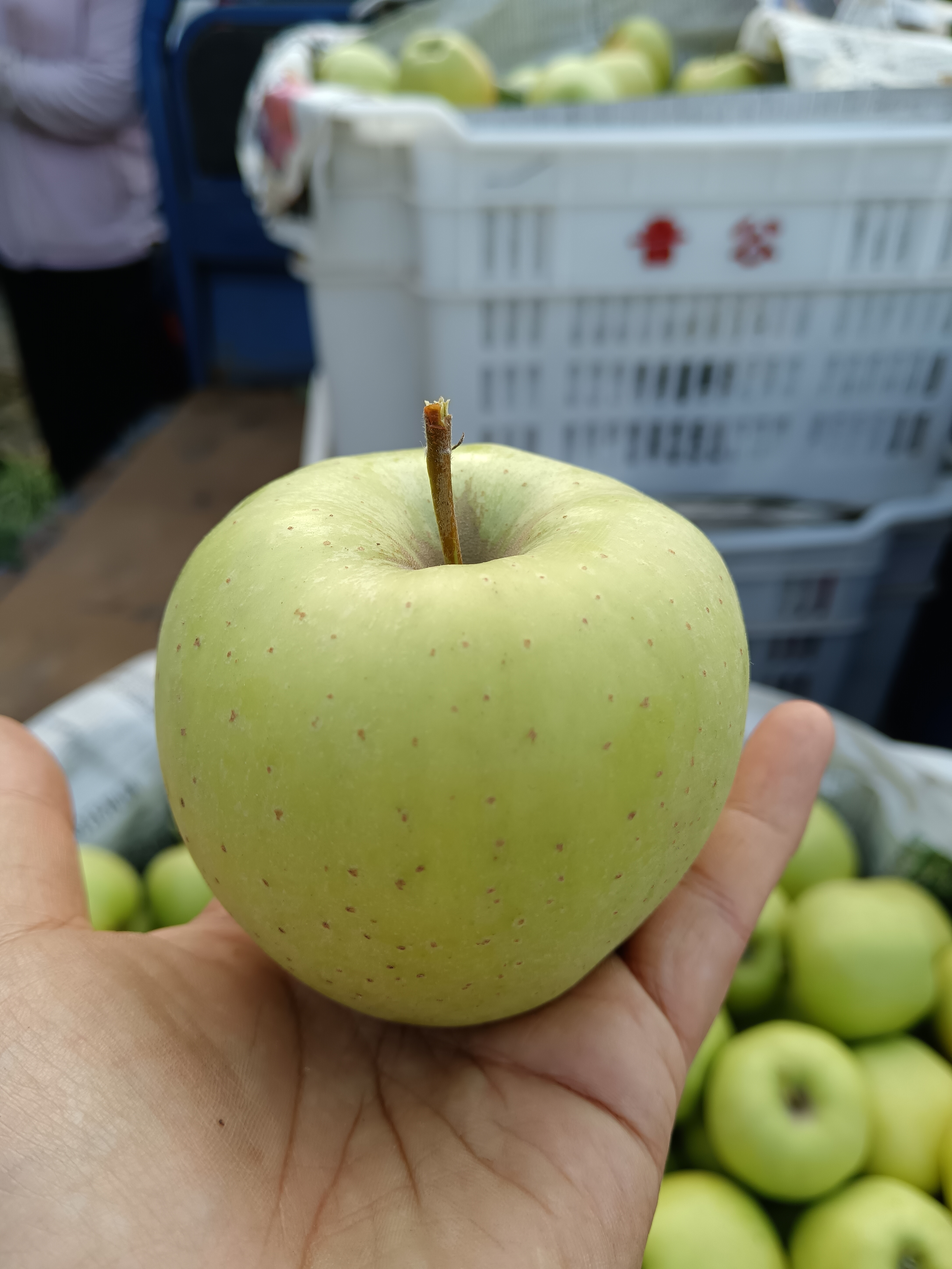 山西晋中榆次老树黄元帅青苹果产地直发酸甜酥脆微粉孕妇5斤装