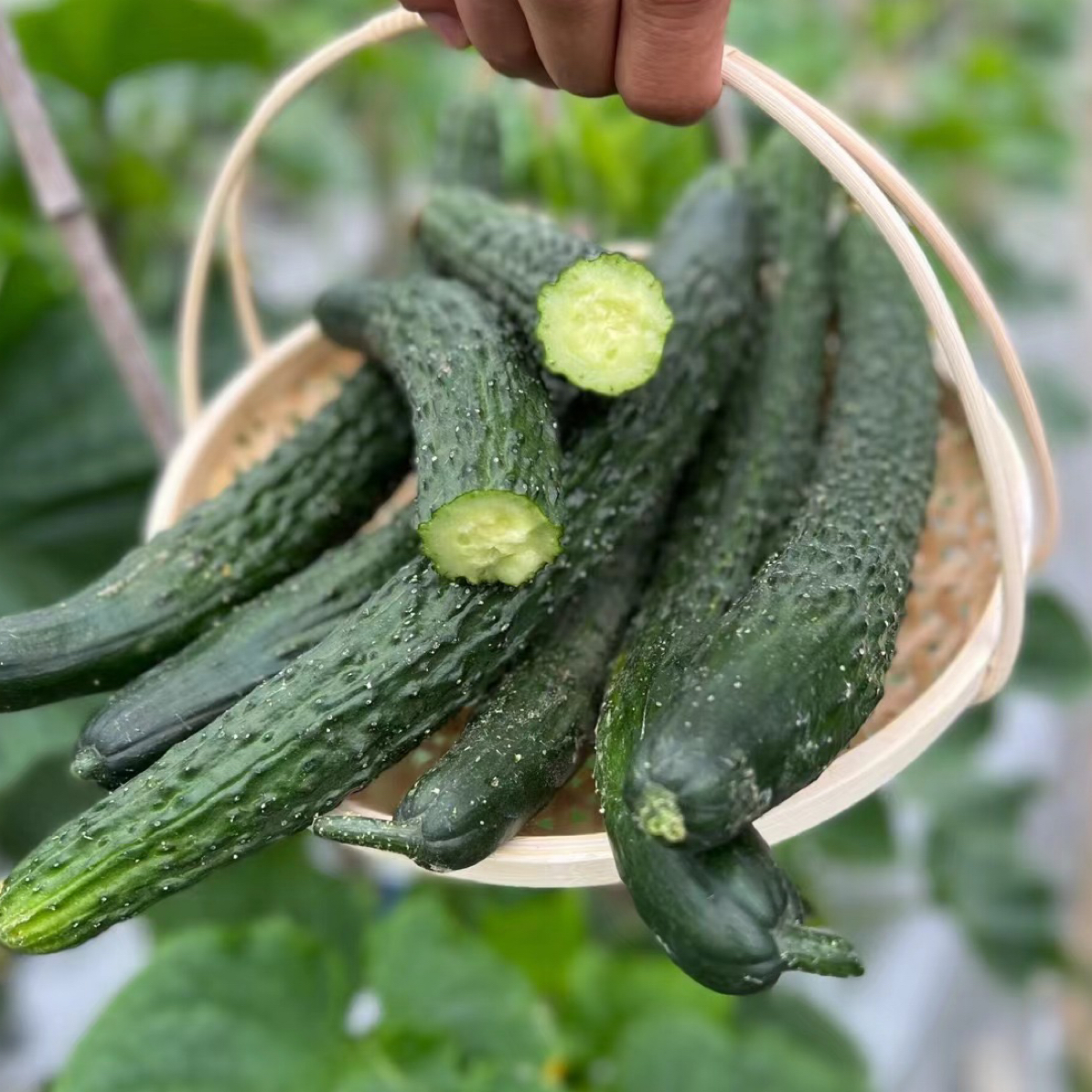 【觅心农场】小时候味道的青黄瓜刺黄瓜