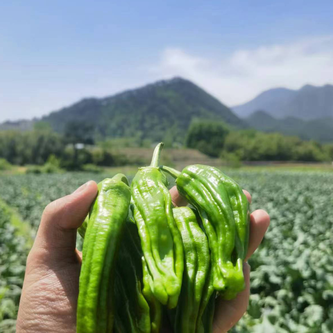 【觅心农场】生态自然放心蔬菜薄皮小辣椒鲜嫩爽口