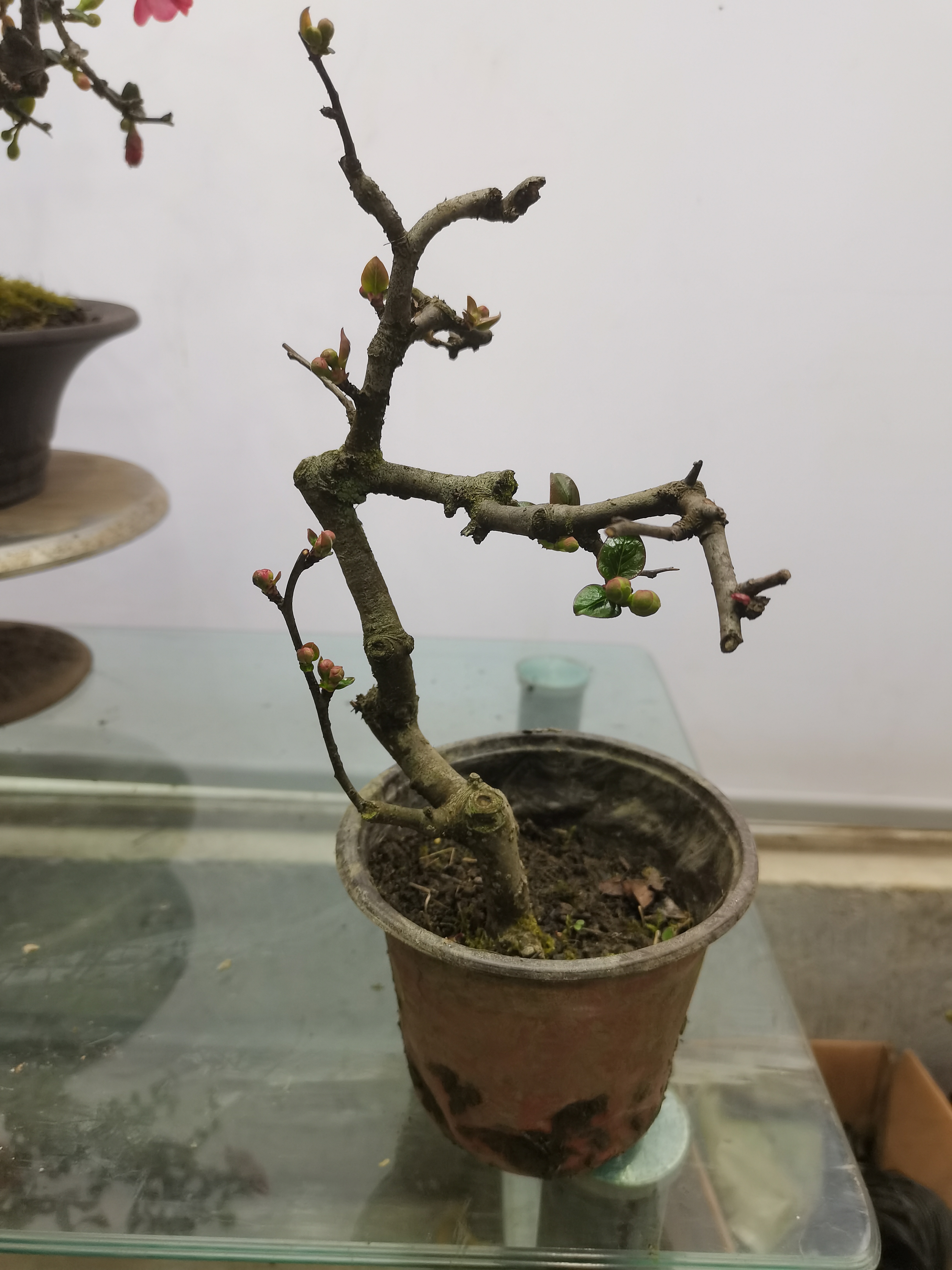 铁梗海棠下单链接