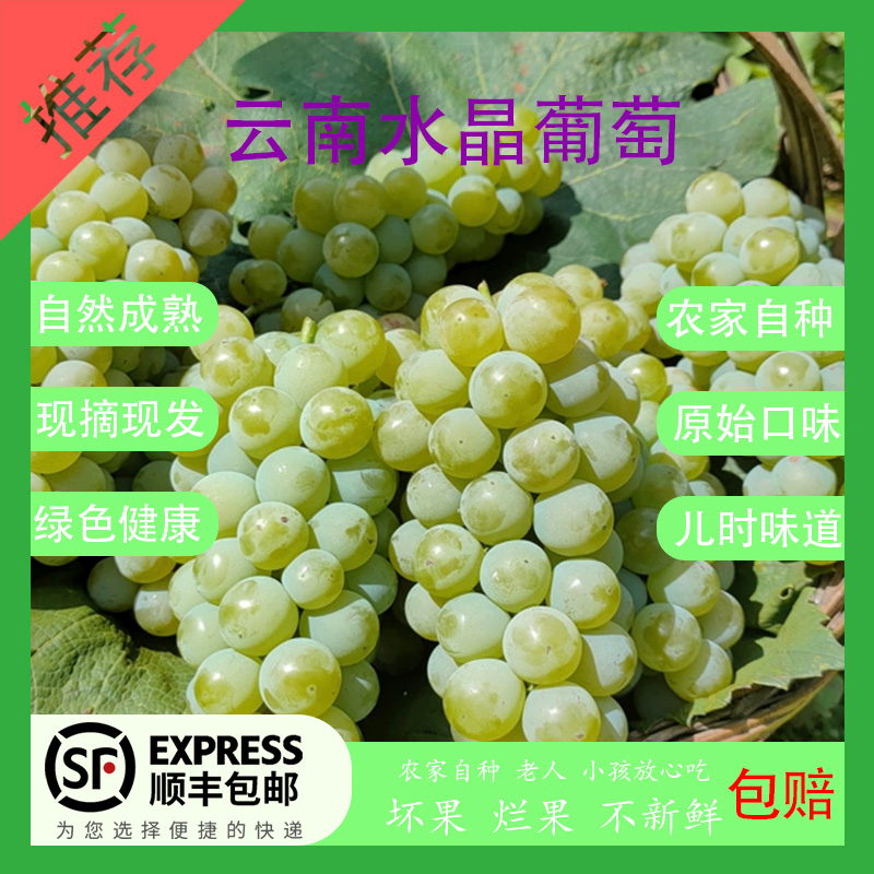 A云南东风水晶葡萄产地新鲜现摘现发当季有籽孕妇水果顺丰包邮