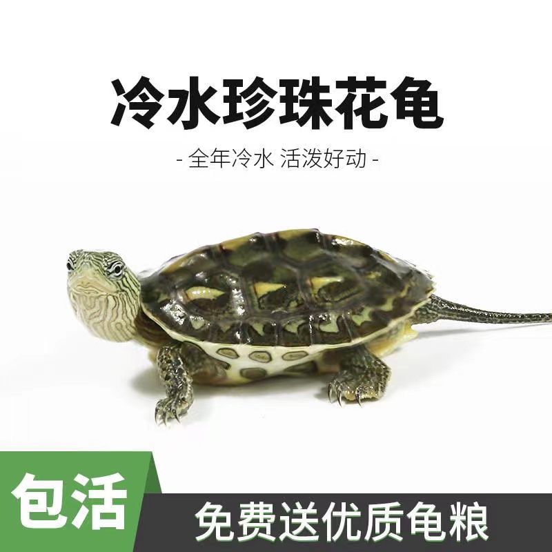  【纯种珍珠龟】花龟中华珍珠龟小乌龟宠物观赏龟招财长寿龟活体龟