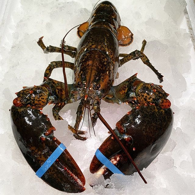 新鲜鲜冻(波士顿龙虾) /只