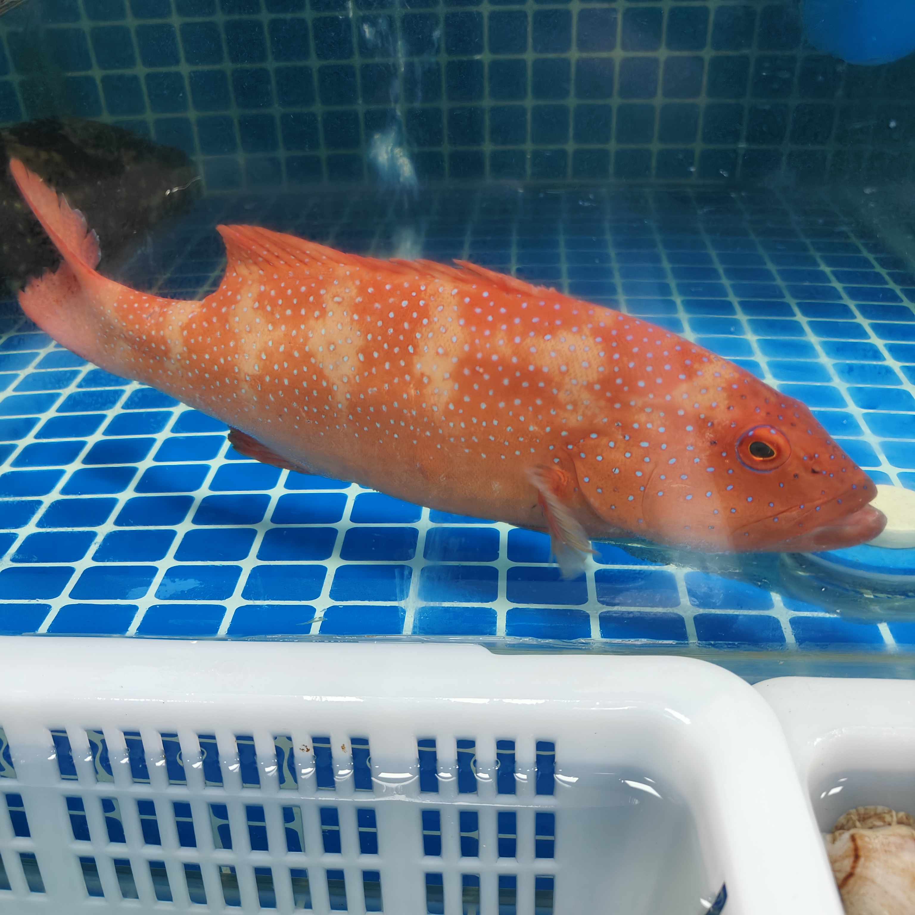 东星斑（鲜活）可打氧  抖音小时达