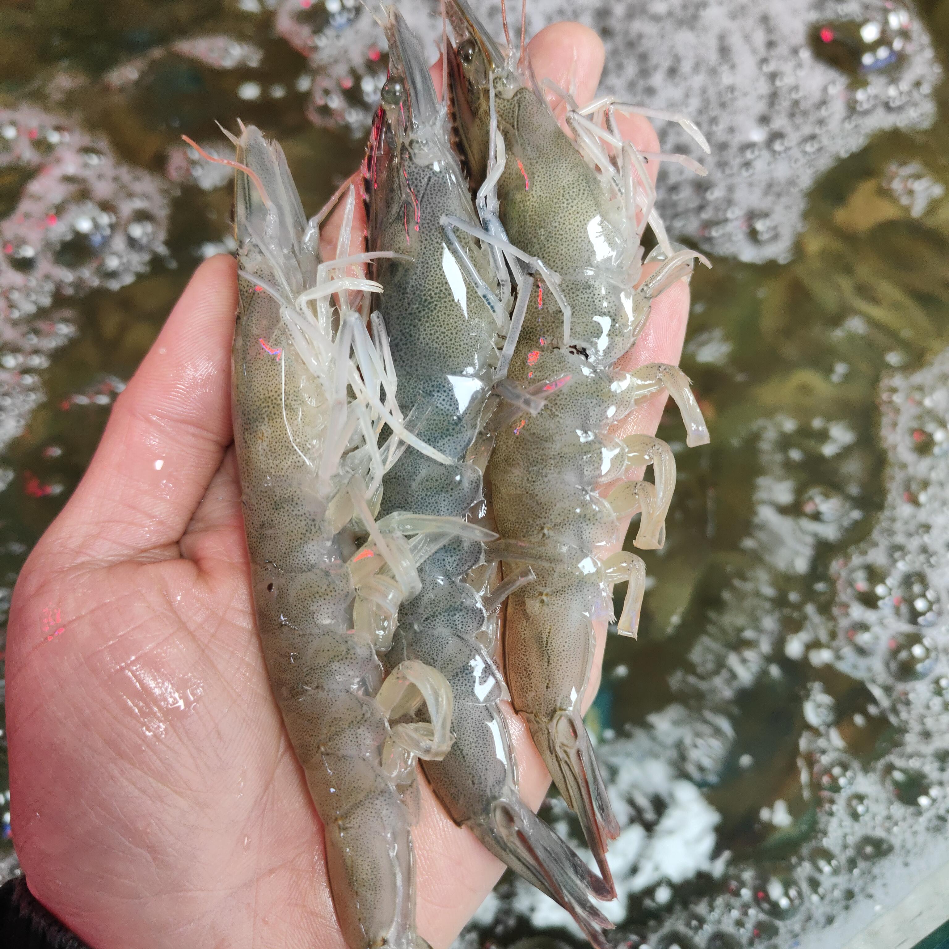 基围虾 (2斤)1kg