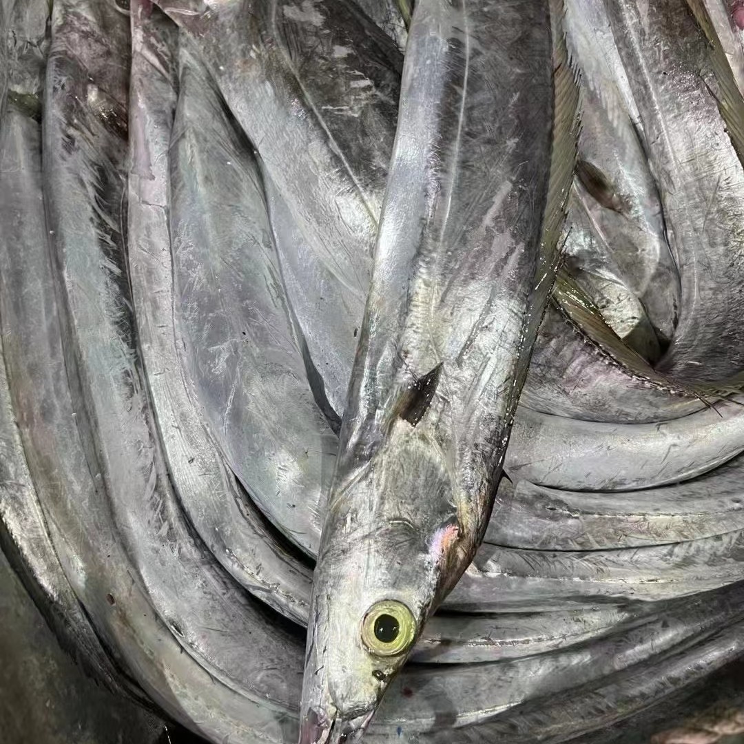 汕尾港发货野生海鱼带鱼
