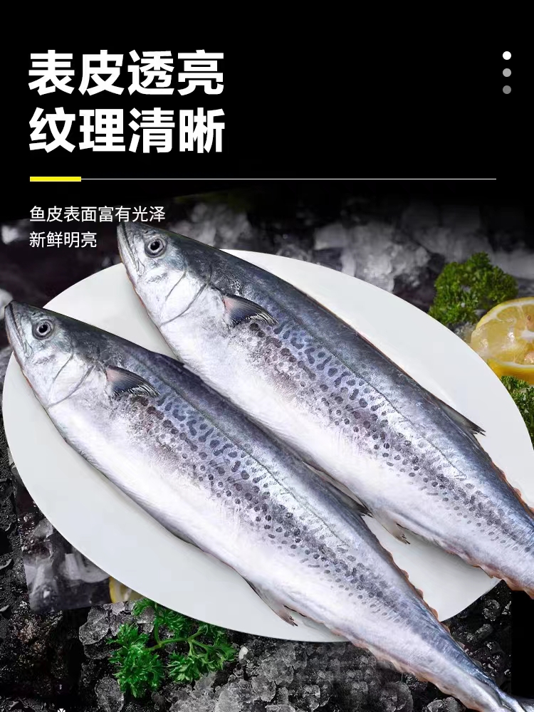 汕尾野生本港白腹马胶鱼