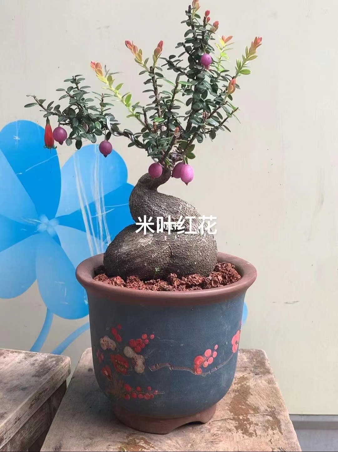 云南腾冲网红绿植盆景树萝卜（五翅莓）
