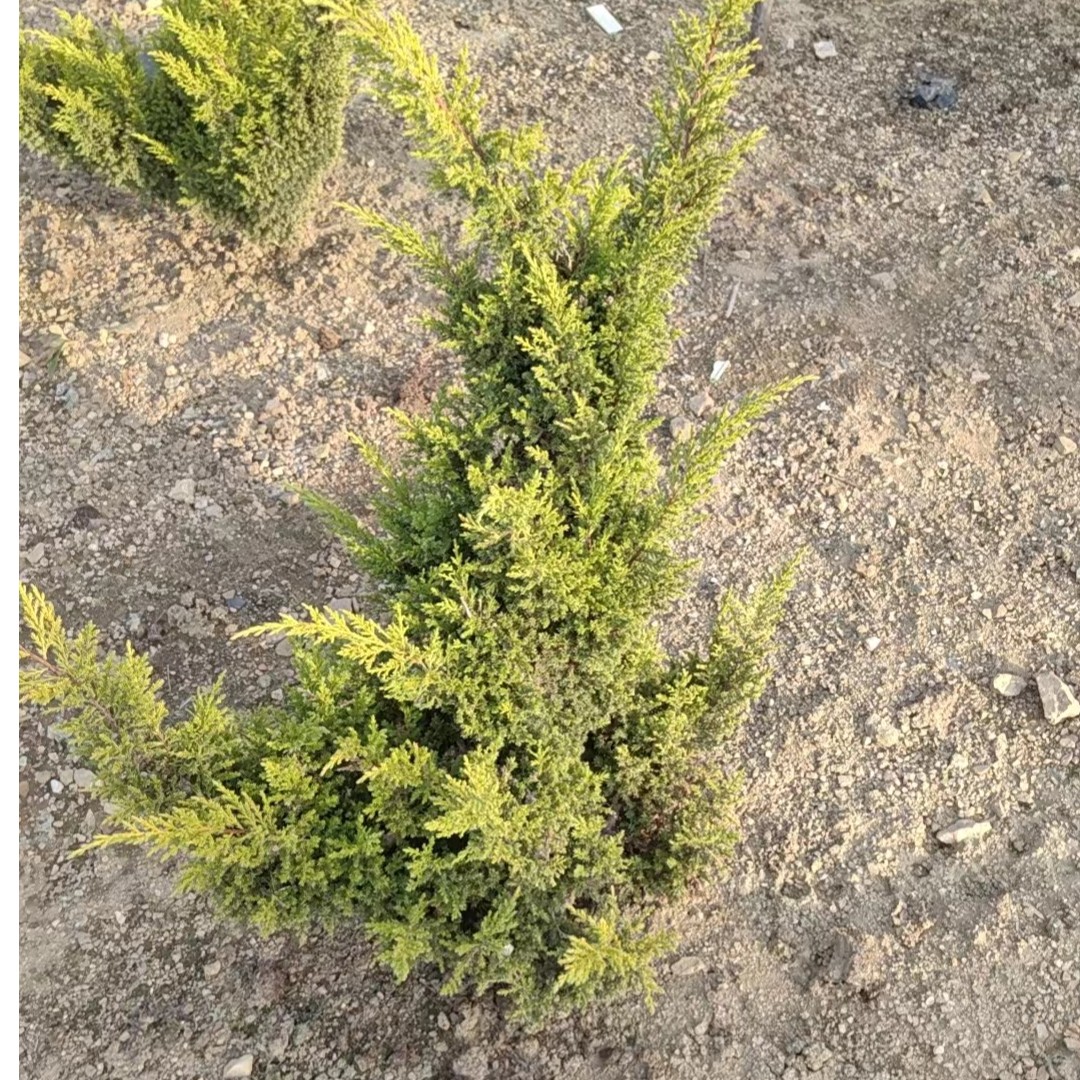 盆栽花卉植物花卉松柏直播间专拍（50内）