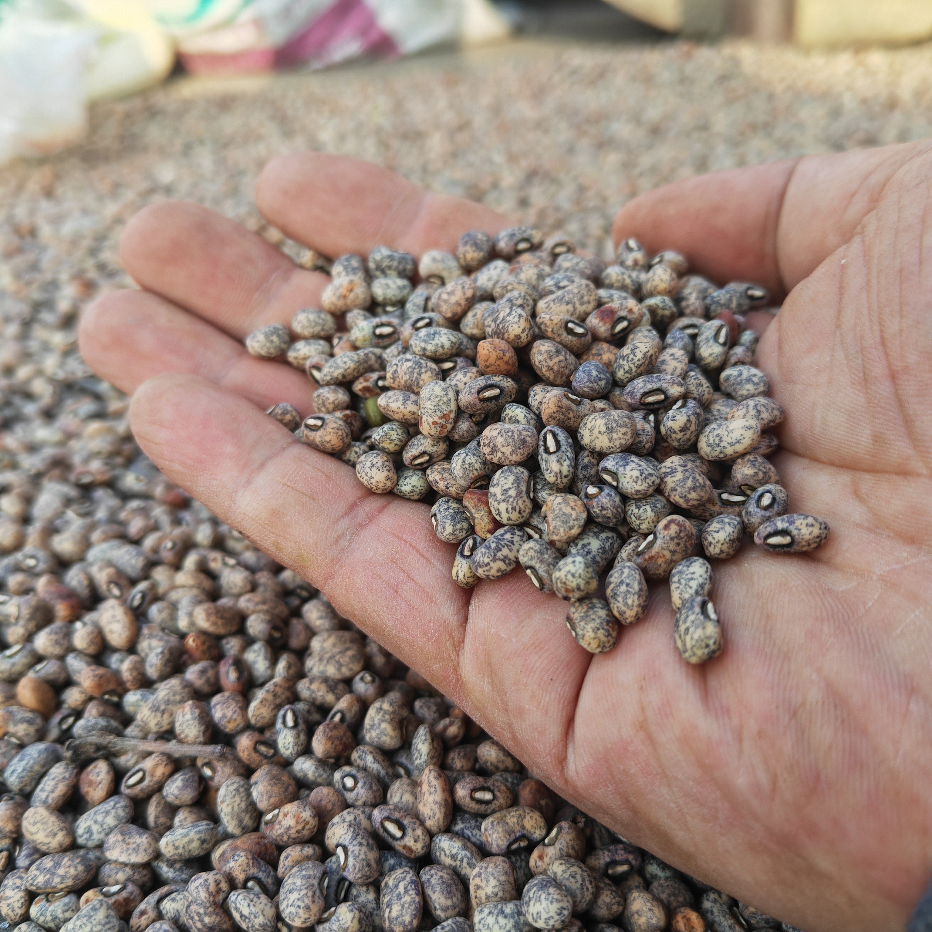 大壮家自种老品种灰豇豆