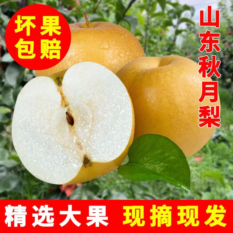 [2025山东正宗秋月梨]4.5-5斤新鲜脆甜薄皮多汁
