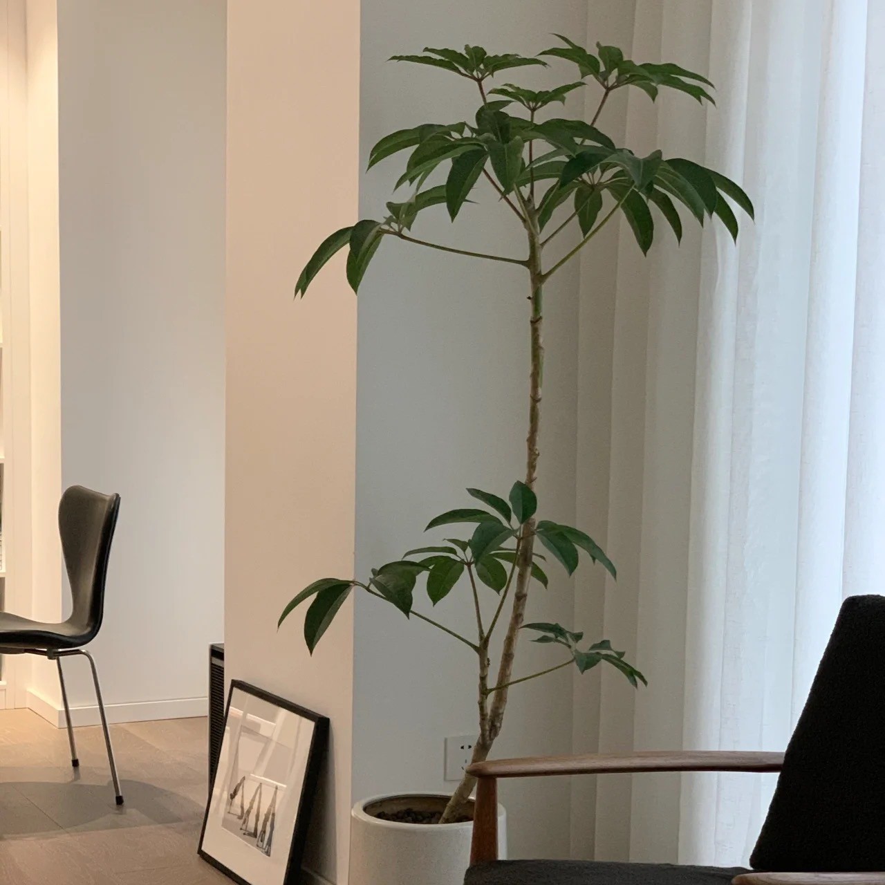 保罗大叶伞室内盆栽绿植净化空气北欧风好养耐放植物简单客厅