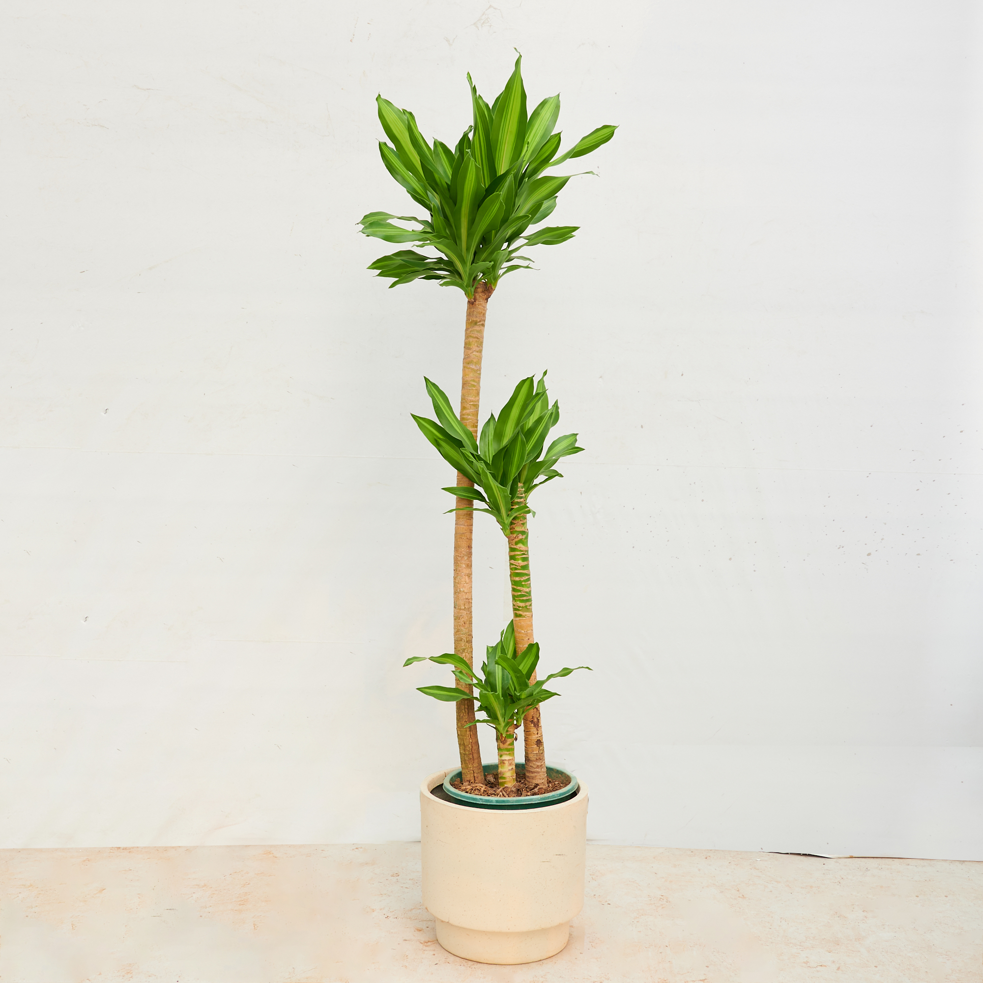 直杆荷花铁美人铁四季常青造型绿植室内盆栽耐阴植物前台美观庭院