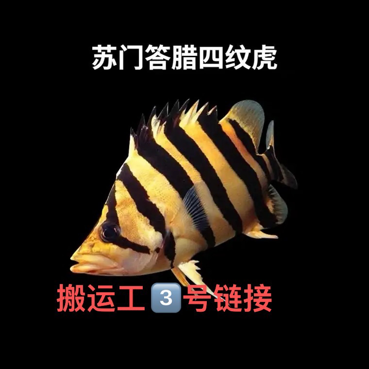 虎鱼，活体印尼虎，活体苏虎小型饲养混养热带鲜活苏门答腊虎鱼