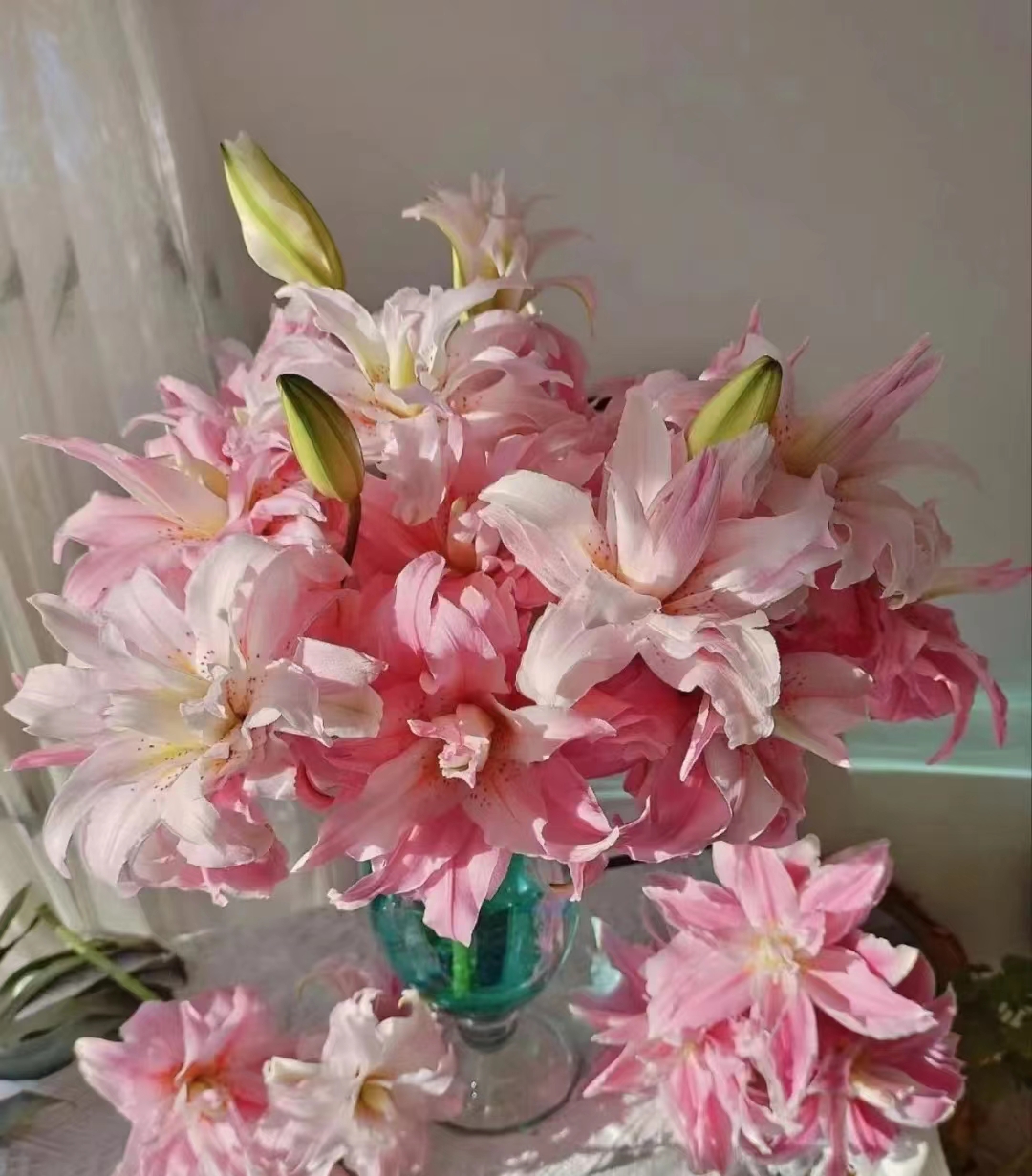 【 戴安娜】  粉色 重瓣香水百合花  室内家居水培鲜花