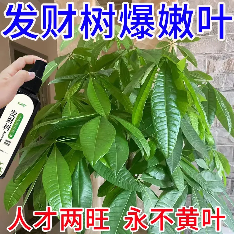 发财树专用植物营养液肥料免稀释喷剂增色生根爆芽叶子枯黄掉叶