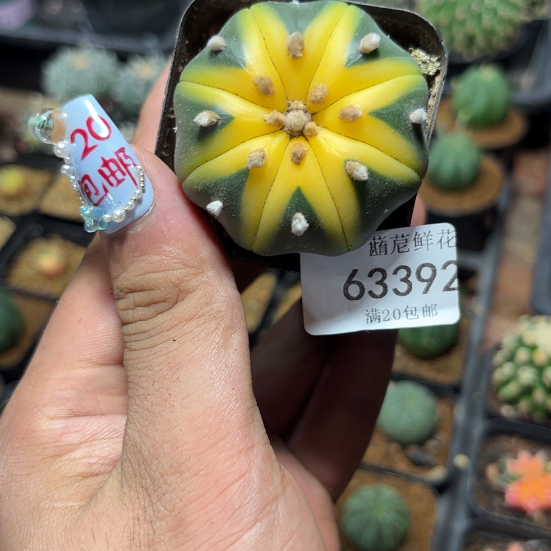 63392一物一拍专西瓜球