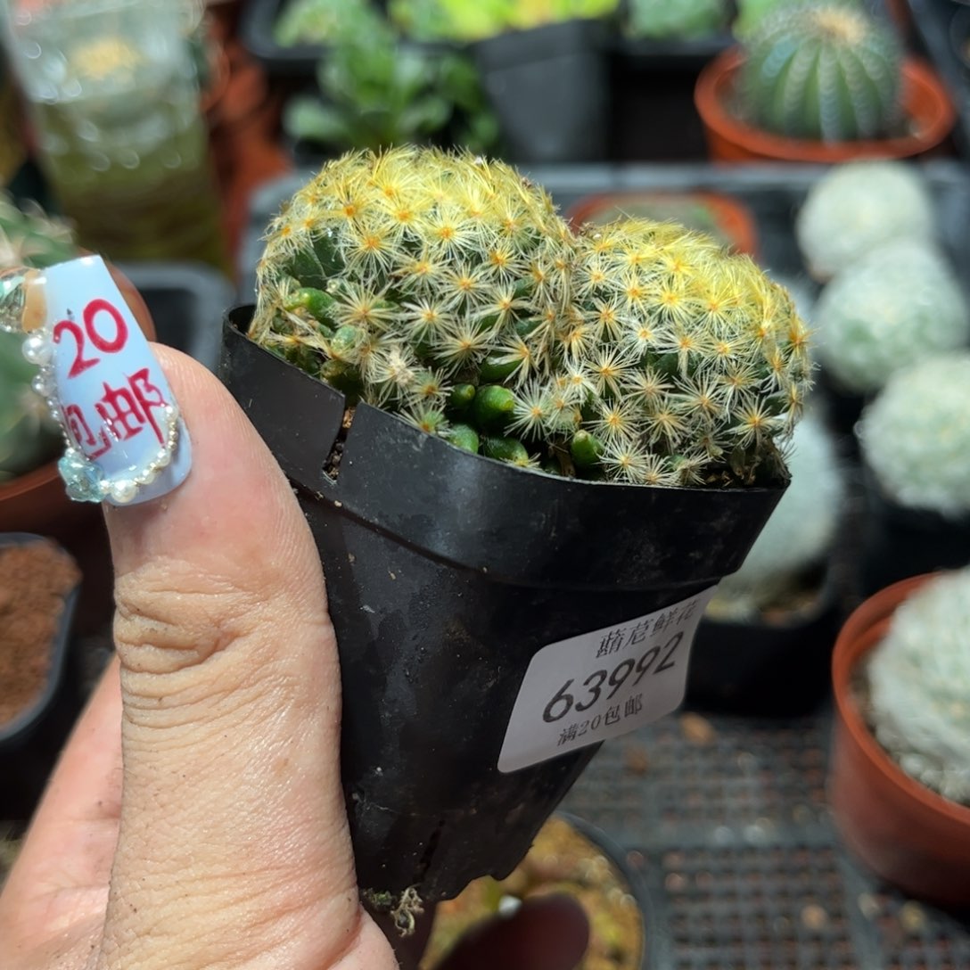 ?**姚63992一物一拍专