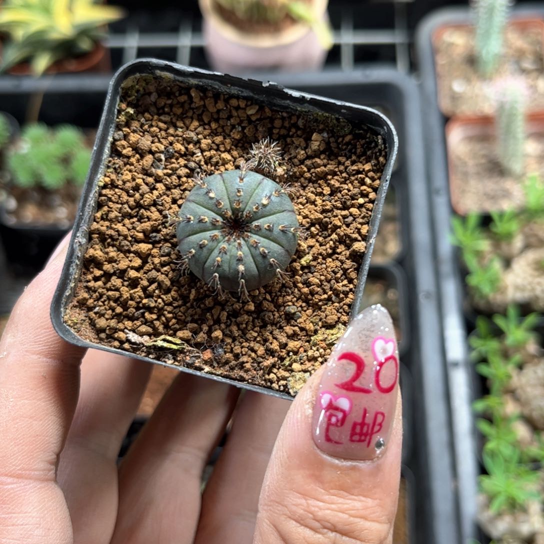 艳姬士童单头发货有根