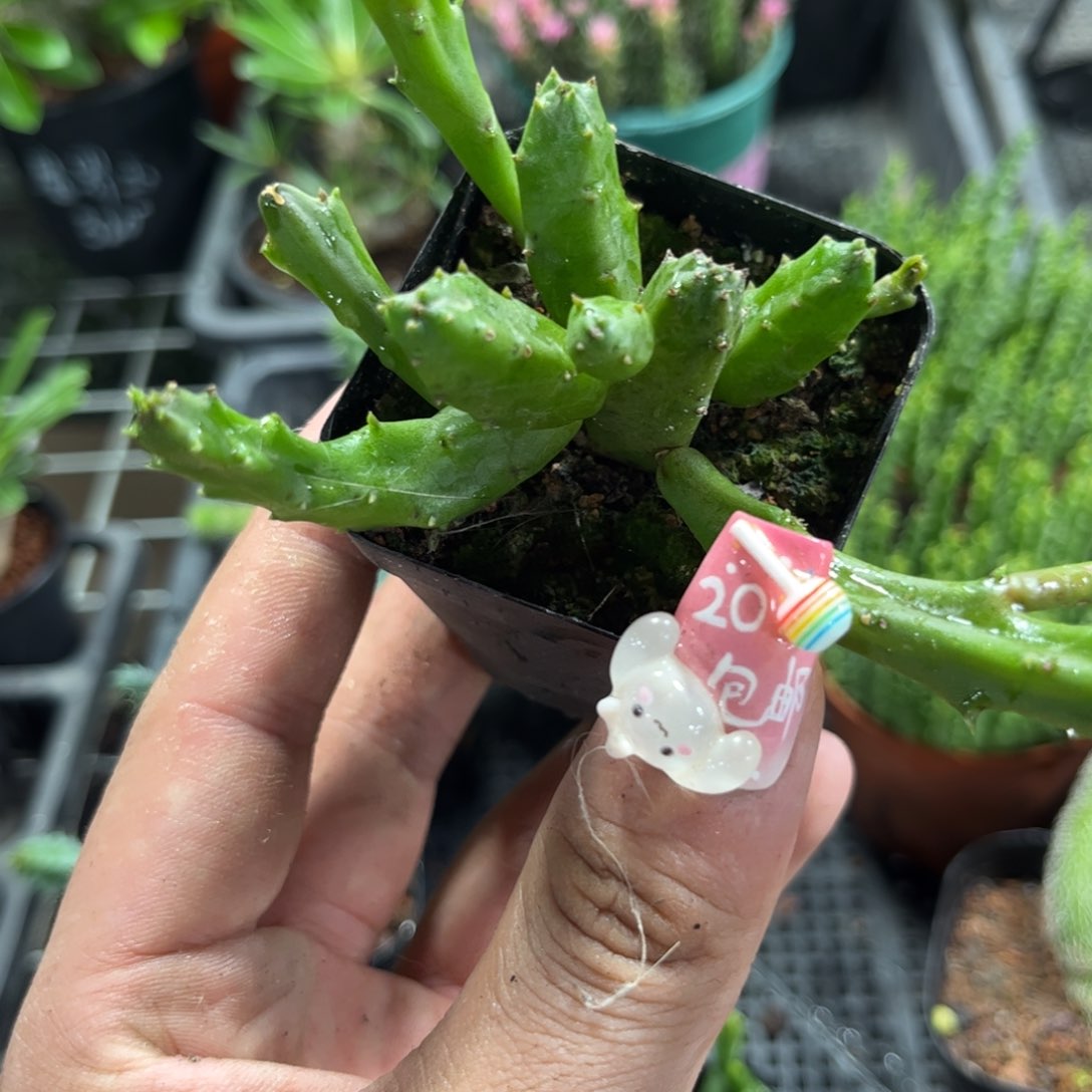 红犀角有根发货有根