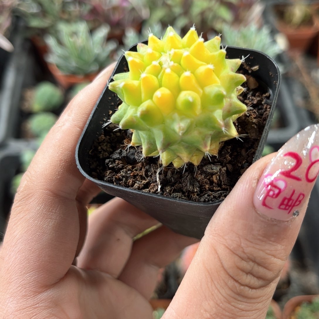 银春锦单头发货有根