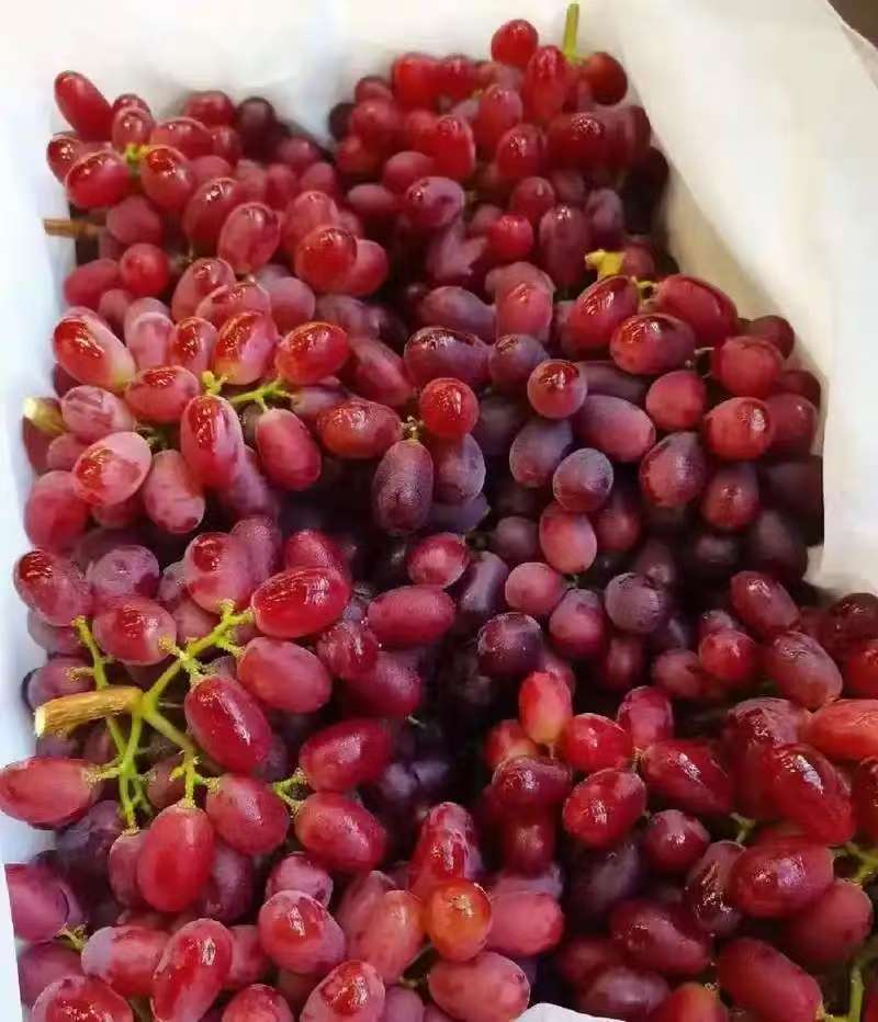 精品无籽红提一斤/份
