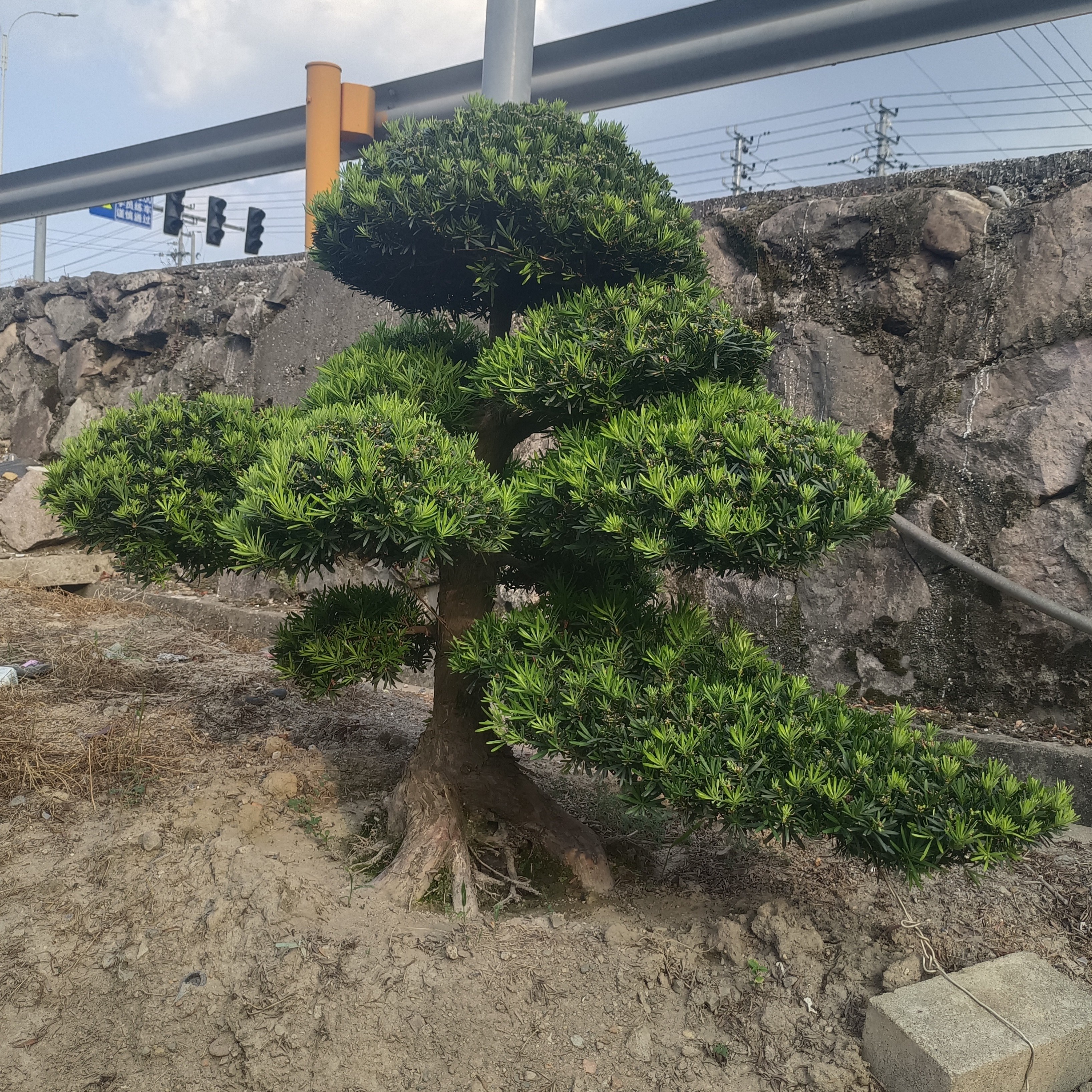 罗汉松大树树苗基地直销盆景大型庭院绿植常青花卉造型大树石榴树