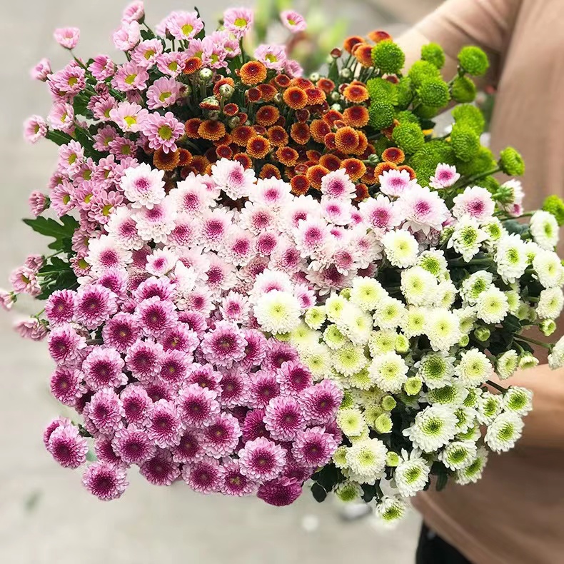 小雏菊10支多头鲜花 云南直发花期超长家庭瓶插养护花朵干净