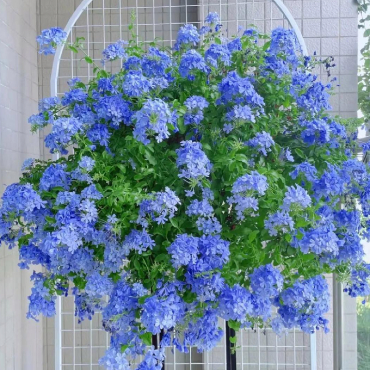 【翔艺】蓝雪花棒棒糖老桩带花苞庭院阳台四季开花好样喜水喜光