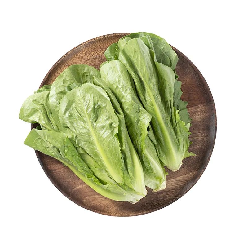 高原有机罗马生菜 新鲜脆绿娇嫩无比 基地现摘直寄自然保鲜直供