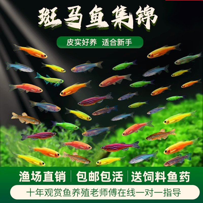 斑马鱼观赏鱼淡水热带鱼好养蝶翼包邮混养鱼苗养鱼小型混色灯科鱼