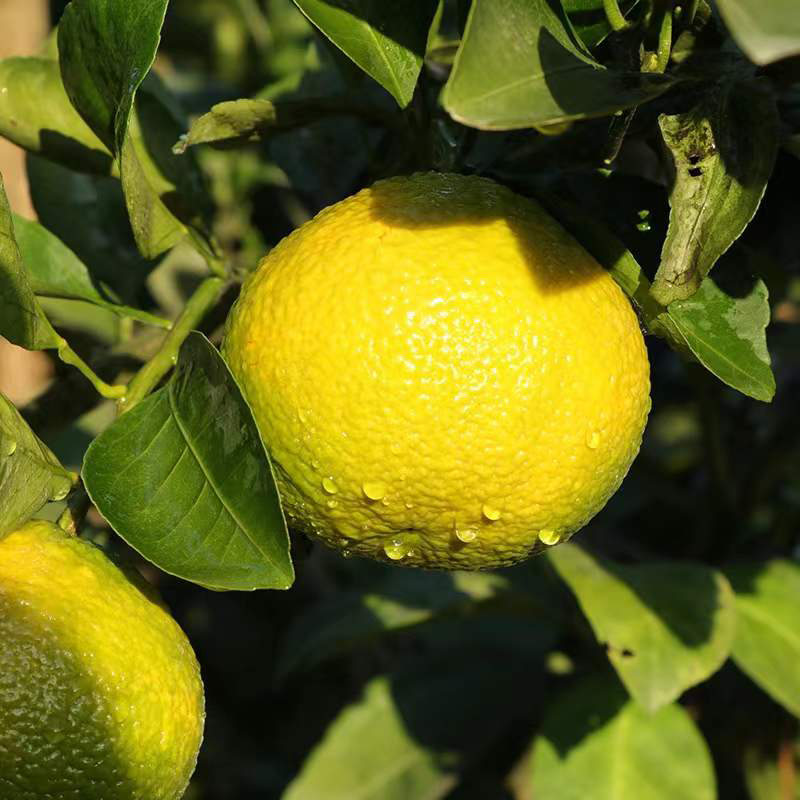 9斤萌萌柚礼盒装 荟本季北纬27°湘西岩垅萌萌柚