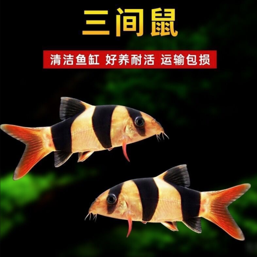 三间鼠鱼老鼠鱼观赏鱼清理鱼缸清洁缸底可搭配龙鱼热带鱼观赏鱼