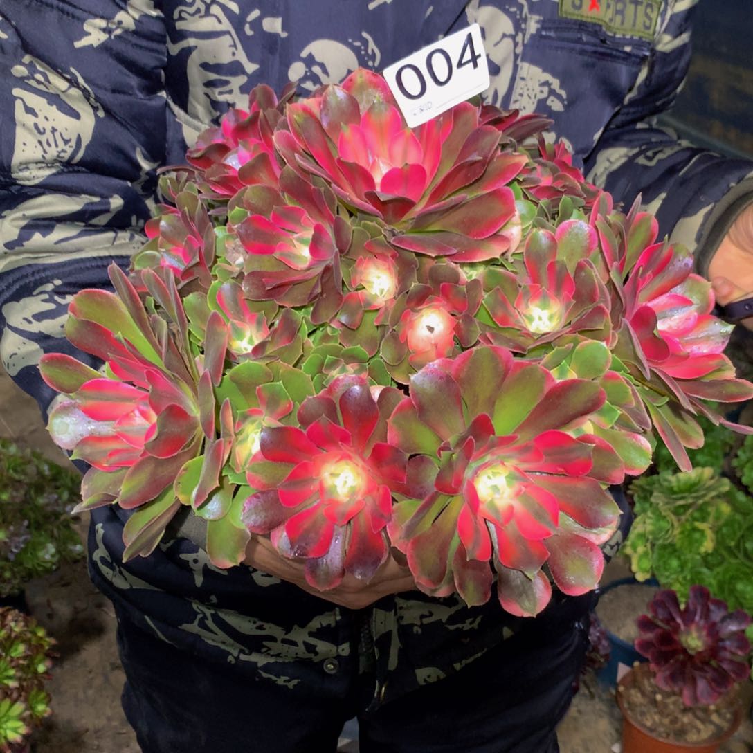 法师多肉植物004