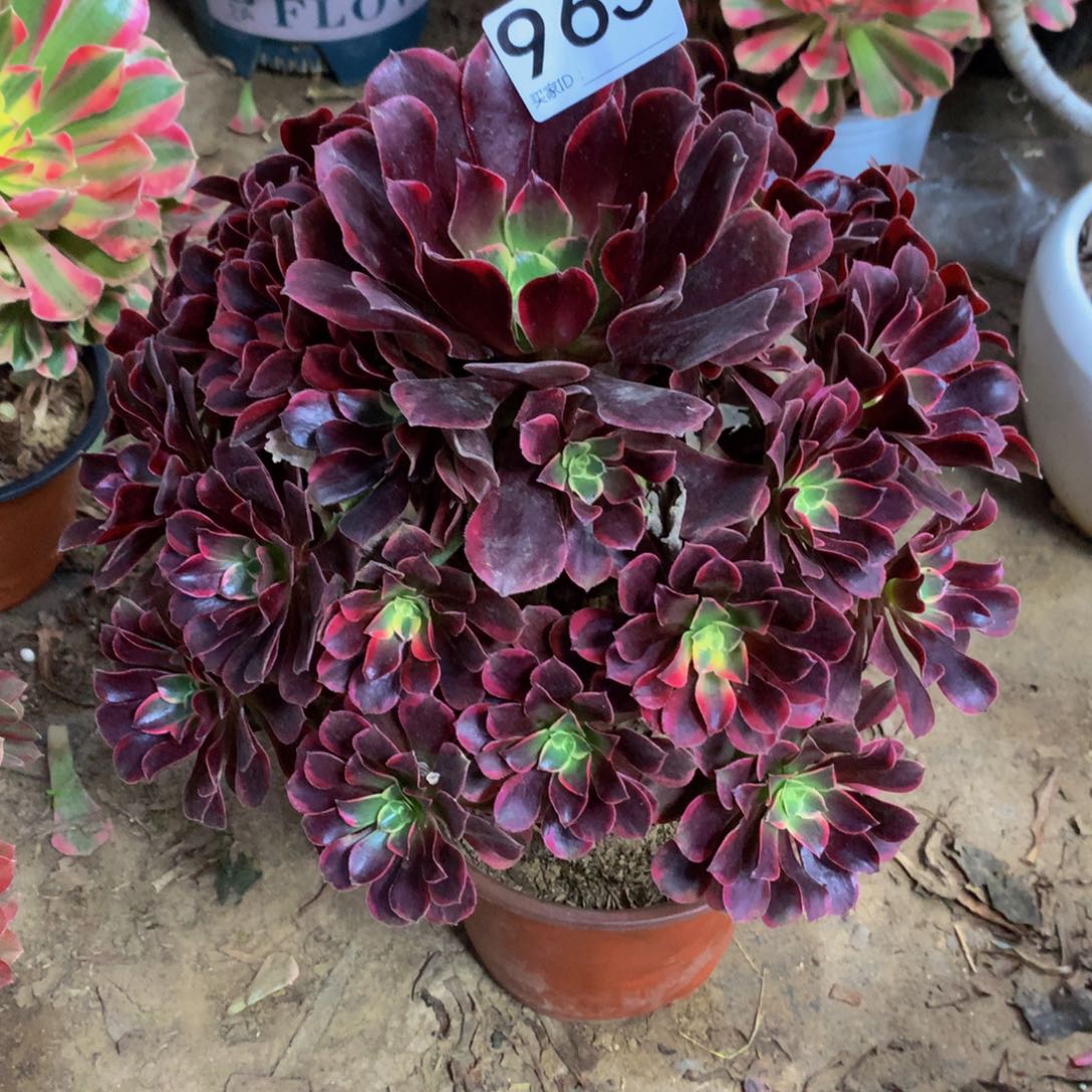 法师多肉植物956