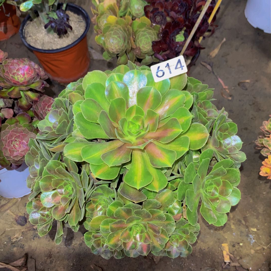 法师多肉植物614