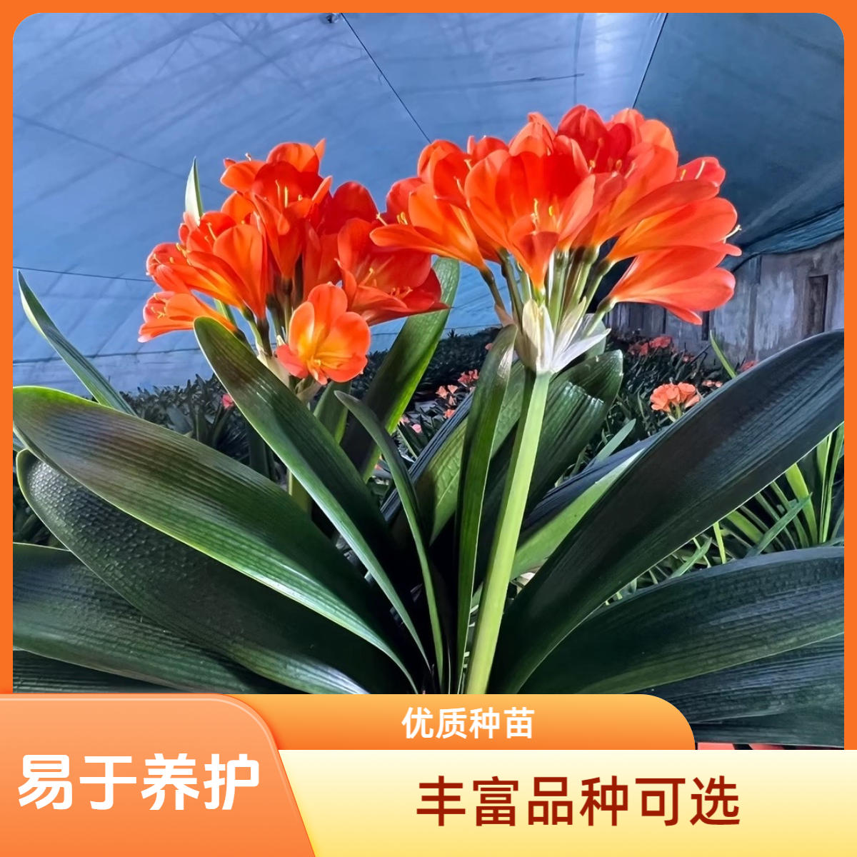 莹姐精品君子兰（三）直播间一花一拍绿色室内种植发货