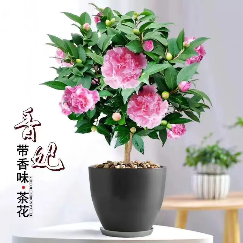 香妃茶花盆栽名贵稀有品种带花苞浓香型树苗烈香室外阳台花卉植物