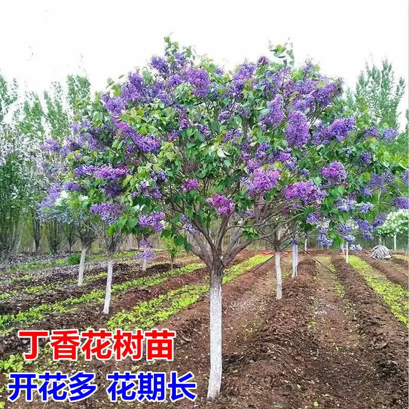 丁香花树苗紫丁香花苗盆栽花卉庭院地栽植物观赏绿化苗木当年开花