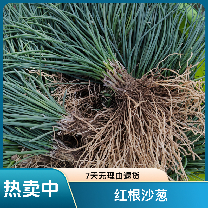 【吉莫甄选】吉莫自己地里的红根沙葱苗新鲜（1000朱左右）