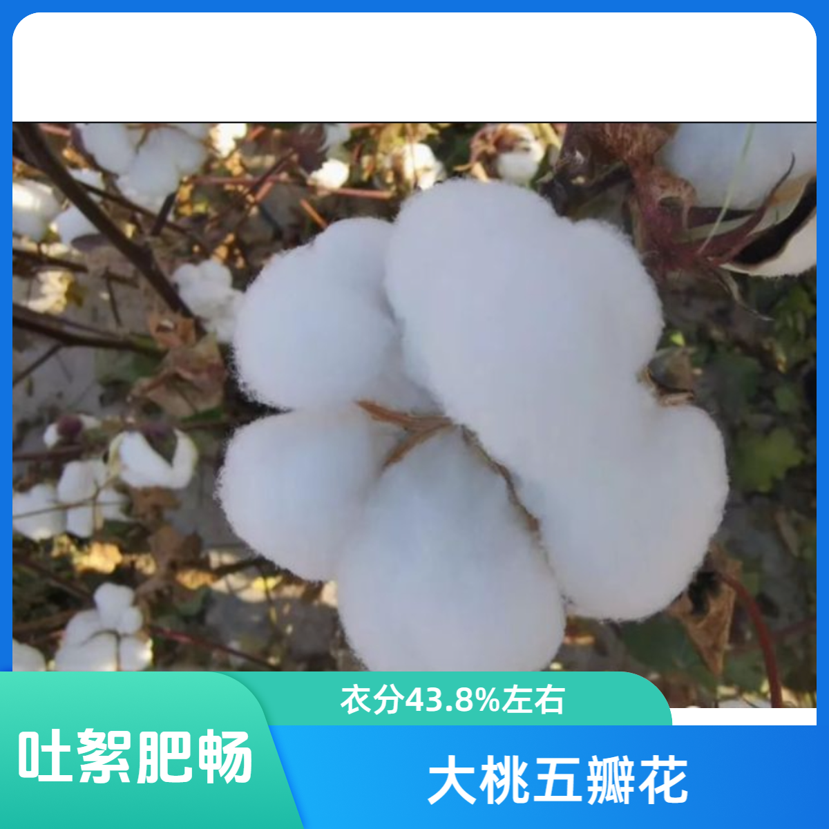 劲丰合627耐旱抗逆性强高产优质棉